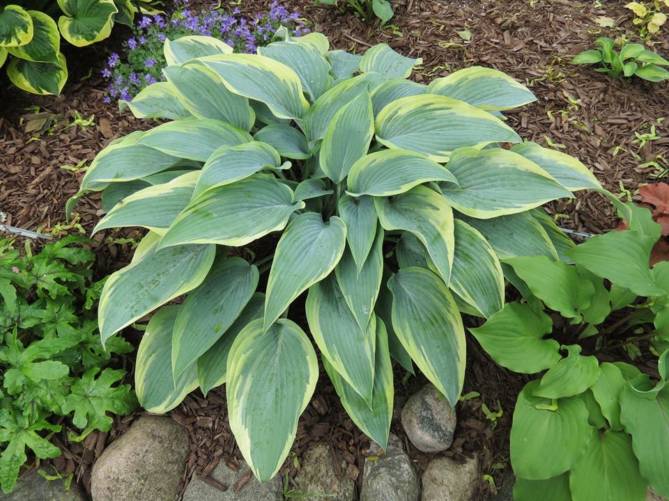 Hosta 'Mourning Dove'